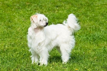 Cățeluși câine Crested chinez