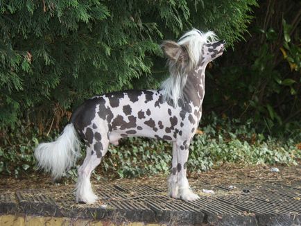 Cățeluși câine Crested chinez