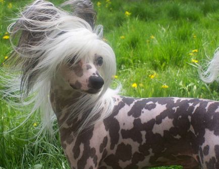 Cățeluși câine Crested chinez