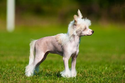 Cățeluși câine Crested chinez