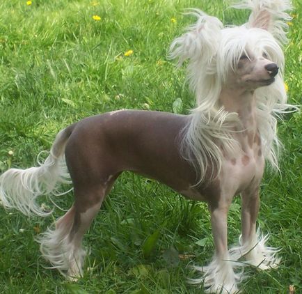 Cățeluși câine Crested chinez