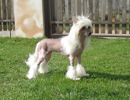 Cățeluși câine Crested chinez