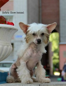 Cățeluși câine Crested chinez