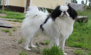 Cățeluși câine Crested chinez