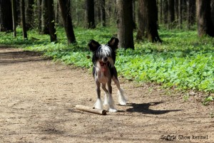 Cățeluși câine Crested chinez