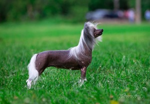 Cățeluși câine Crested chinez