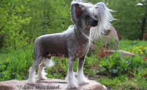 Cățeluși câine Crested chinez