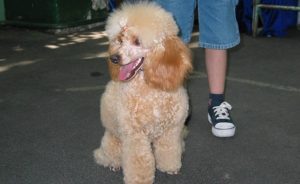 Cățeluși câine Crested chinez