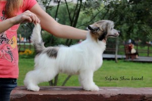 Cățeluși câine Crested chinez