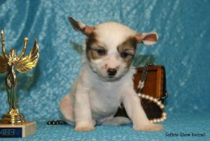 Cățeluși câine Crested chinez