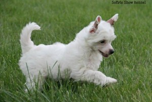 Cățeluși câine Crested chinez