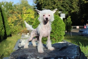 Cățeluși câine Crested chinez