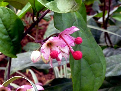 Reproducerea Clerodendrum la domiciliu