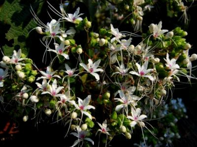 Reproducerea Clerodendrum la domiciliu