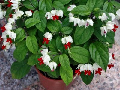 Reproducerea Clerodendrum la domiciliu