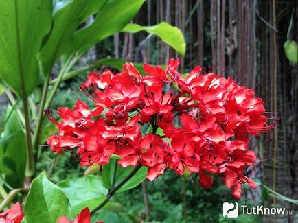 Reproducerea Clerodendrum la domiciliu