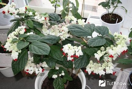 Reproducerea Clerodendrum la domiciliu