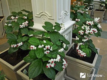 Reproducerea Clerodendrum la domiciliu