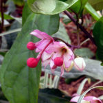 Reproducerea Clerodendrum la domiciliu