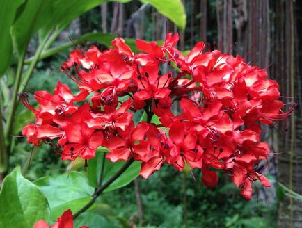 Reproducerea Clerodendrum la domiciliu