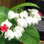 Reproducerea Clerodendrum la domiciliu