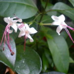 Reproducerea Clerodendrum la domiciliu