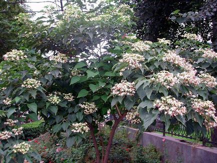 Reproducerea Clerodendrum la domiciliu