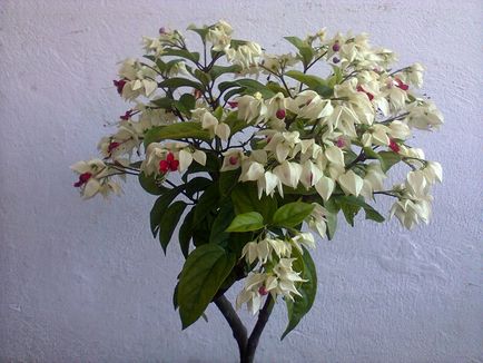 Reproducerea Clerodendrum la domiciliu