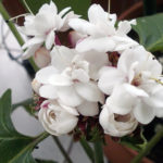 Reproducerea Clerodendrum la domiciliu