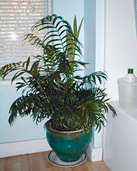 Houseplant ca un copac de palmier