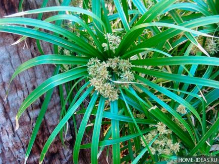 Houseplant ca un copac de palmier