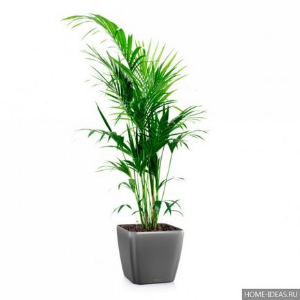 Houseplant ca un copac de palmier