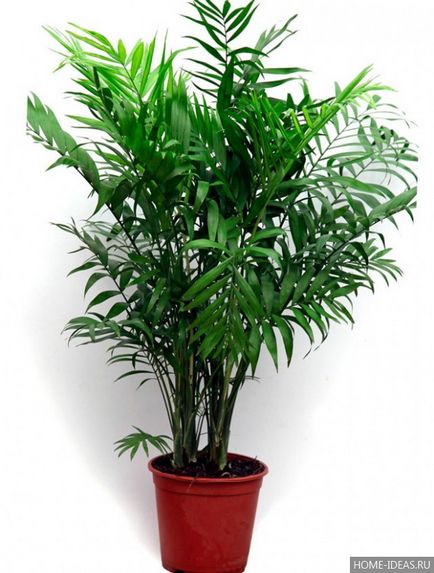 Houseplant ca un copac de palmier