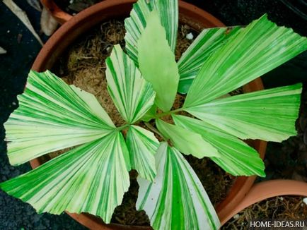 Houseplant ca un copac de palmier