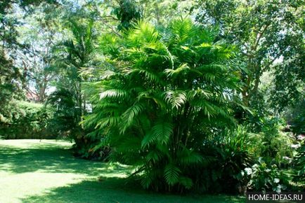 Houseplant ca un copac de palmier