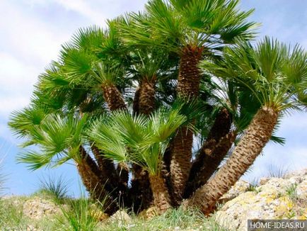 Houseplant ca un copac de palmier