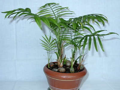 Houseplant ca un copac de palmier