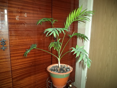 Houseplant ca un copac de palmier