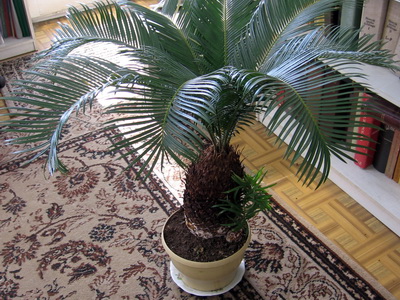 Houseplant ca un copac de palmier