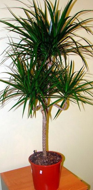 Houseplant ca un copac de palmier