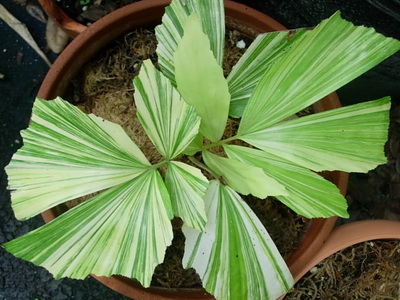 Houseplant ca un copac de palmier