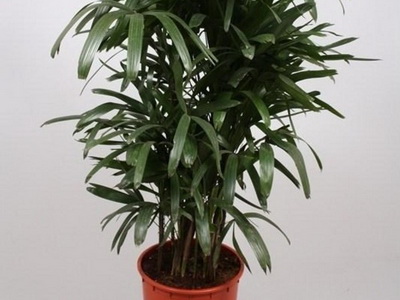 Houseplant ca un copac de palmier