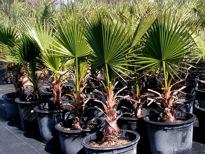 Houseplant ca un copac de palmier