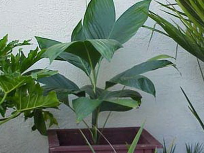 Houseplant ca un copac de palmier