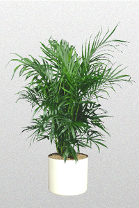 Houseplant ca un copac de palmier