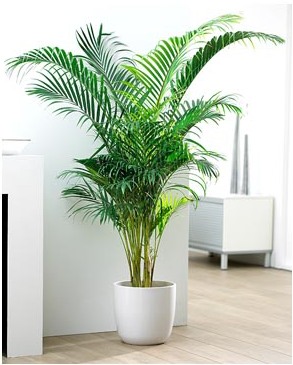 Houseplant ca un copac de palmier