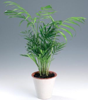 Houseplant ca un copac de palmier