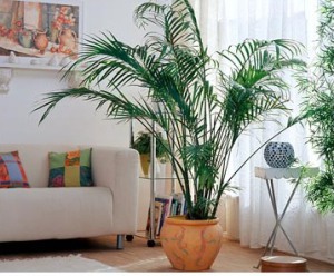 Houseplant ca un copac de palmier