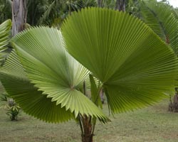 Houseplant ca un copac de palmier