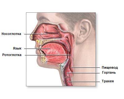 infecții ale nazofaringe